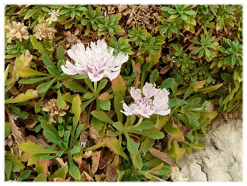 Lomelosia crenata subsp. dallaportae / Vedovina di Dallaporta